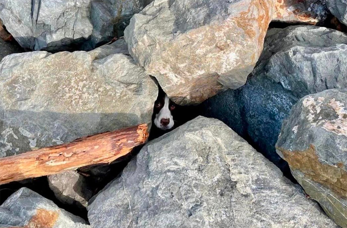 Day Around the Bay: Dog Rescued From Under Rocks at Ocean Beach