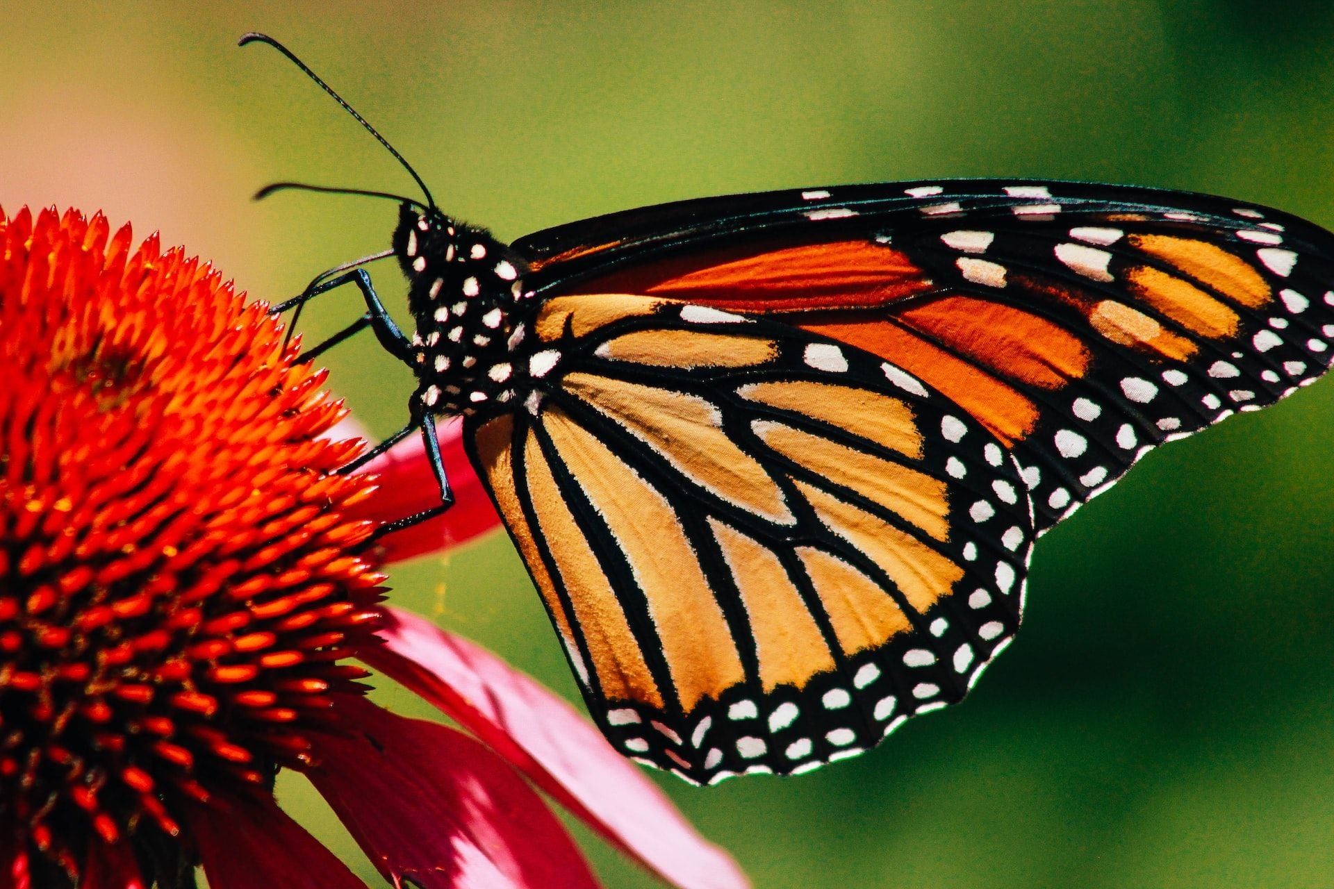 Second Consecutive Monarch Butterfly Population Rebound Has Butterfly Fans Just Thrilled