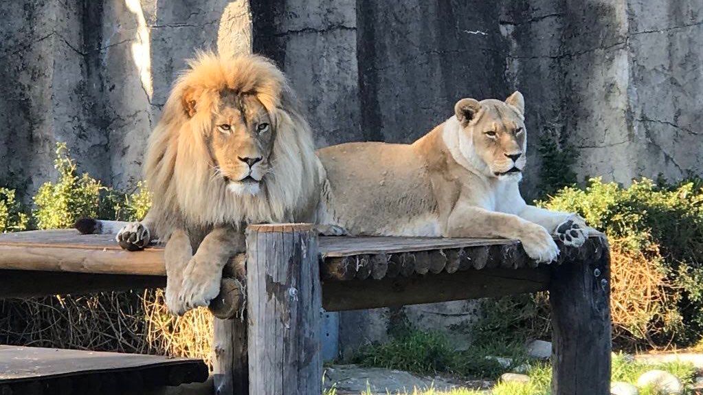 San Francisco Zoo Lioness Sukari Dies At Age 20
