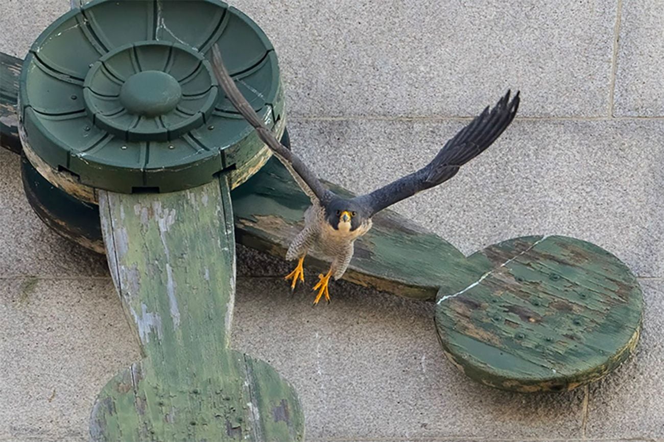 Annie, Berkeley's Celebrity Falcon, Has Yet Another New Mate, as Bird Soap Opera Continues