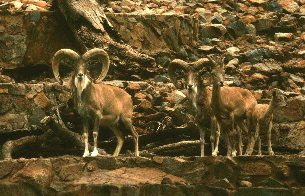 NorCal Hunter Indicted For Smuggling Endangered Sheep Carcasses Through SFO