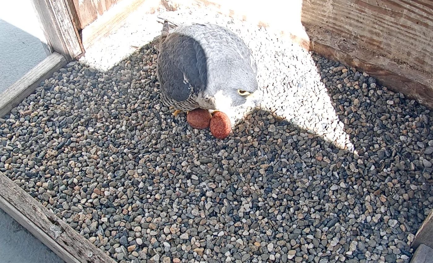 Falcons at UC Berkeley Have Two Eggs In Nest, Third Likely Today