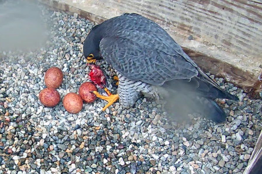 Photos: Very Good Berkeley Falcon Dad Brings Food for Chicks, Even Though They’re Not Hatched Yet