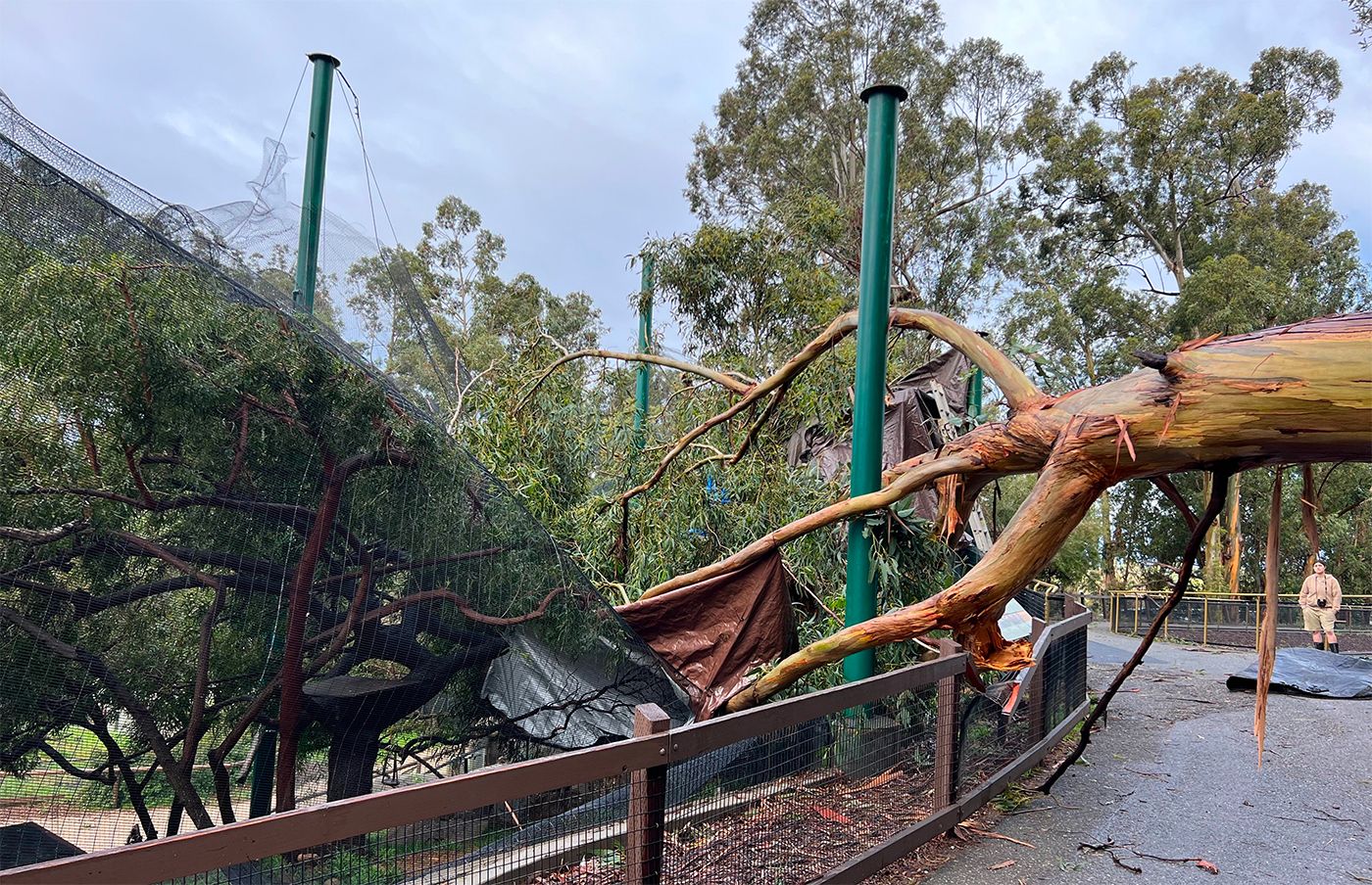 Oakland Zoo Sees More Storm Damage, This Time Resulting In Escaped