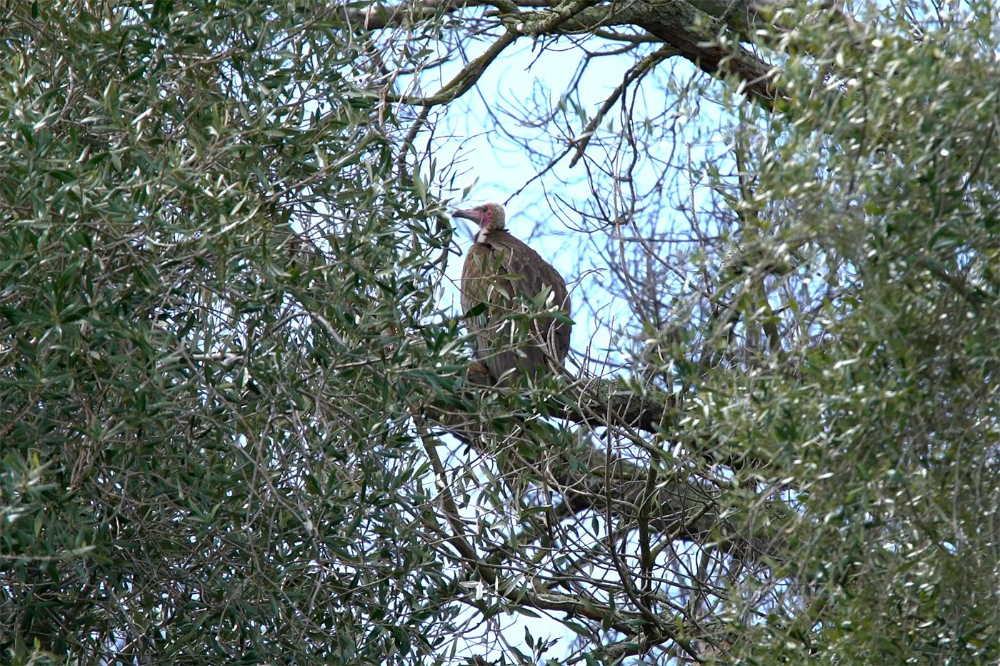 Video Oakland Zoo Recovers Five Out of Six Escaped Birds