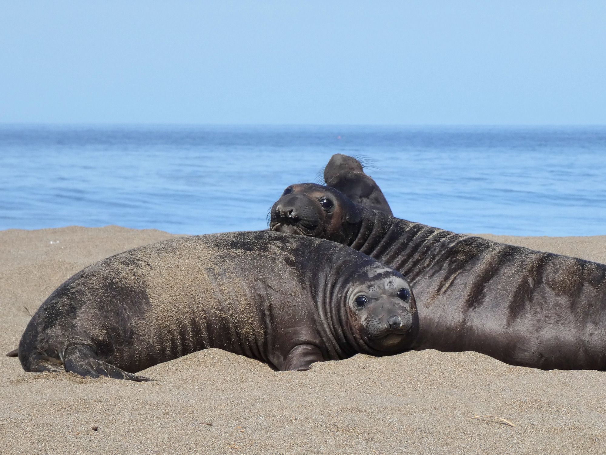 Day Around the Bay: Young Elephant Seals Return in Droves to Marin County