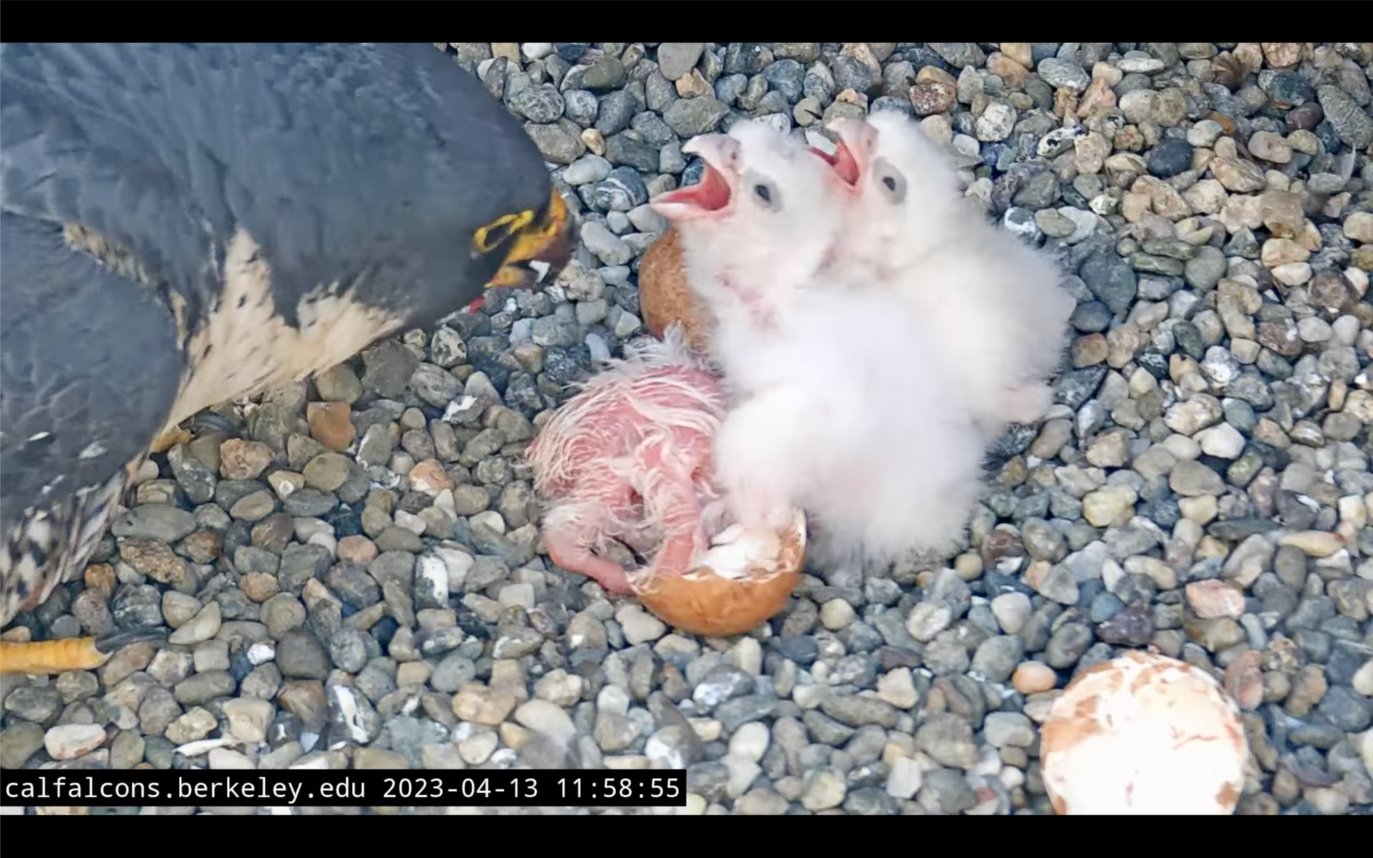 Day Around the Bay: Third Berkeley Falcon Chick Hatches, and There Is Video