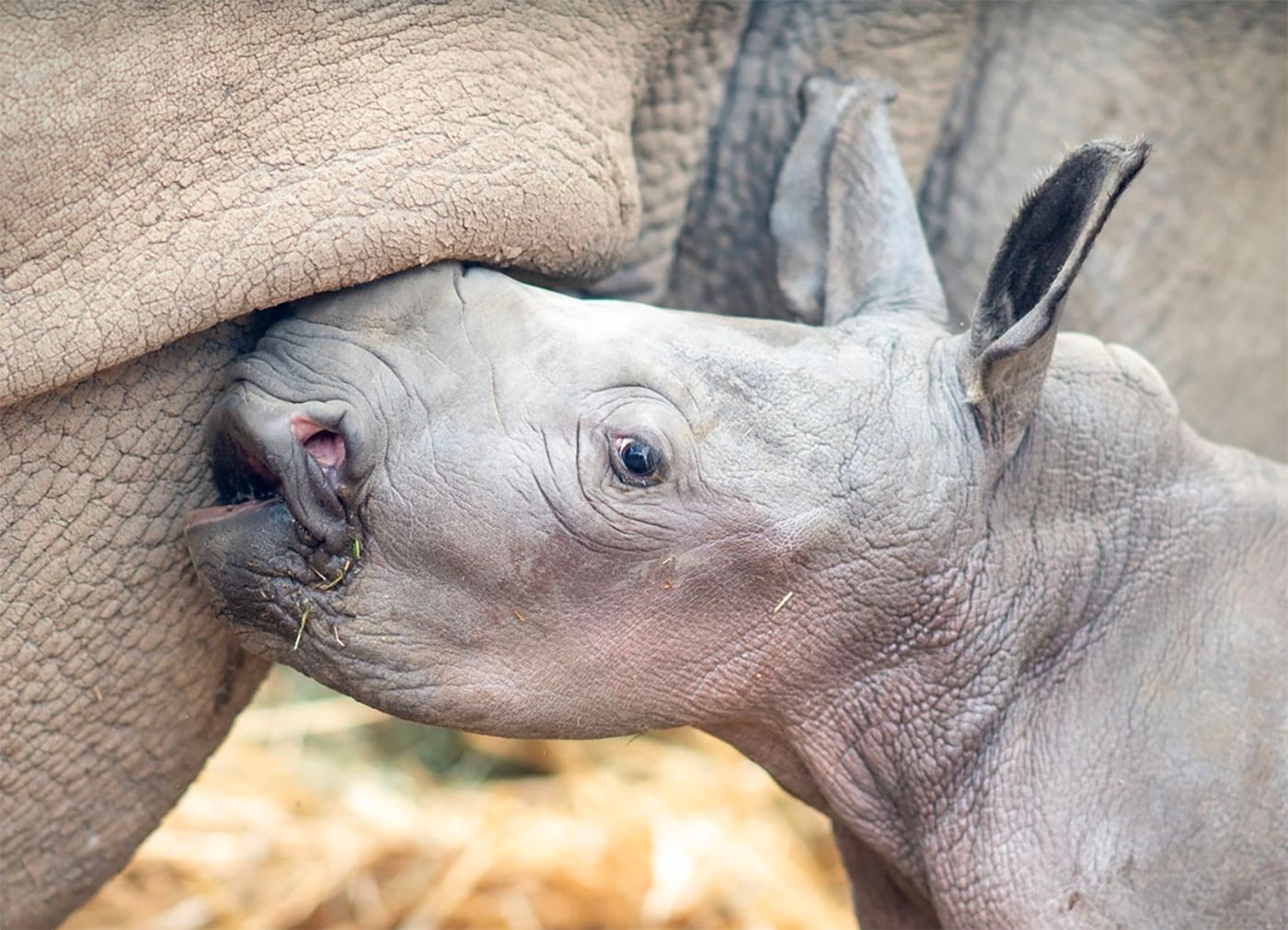 safari west rhino baby