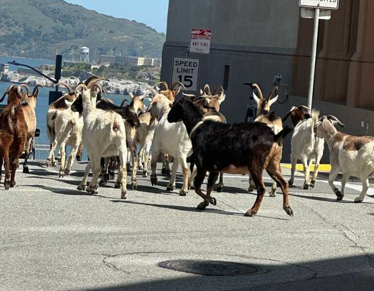 Goats Gone Wild Again, Dozens Escape to Rampage Near Fisherman’s Wharf