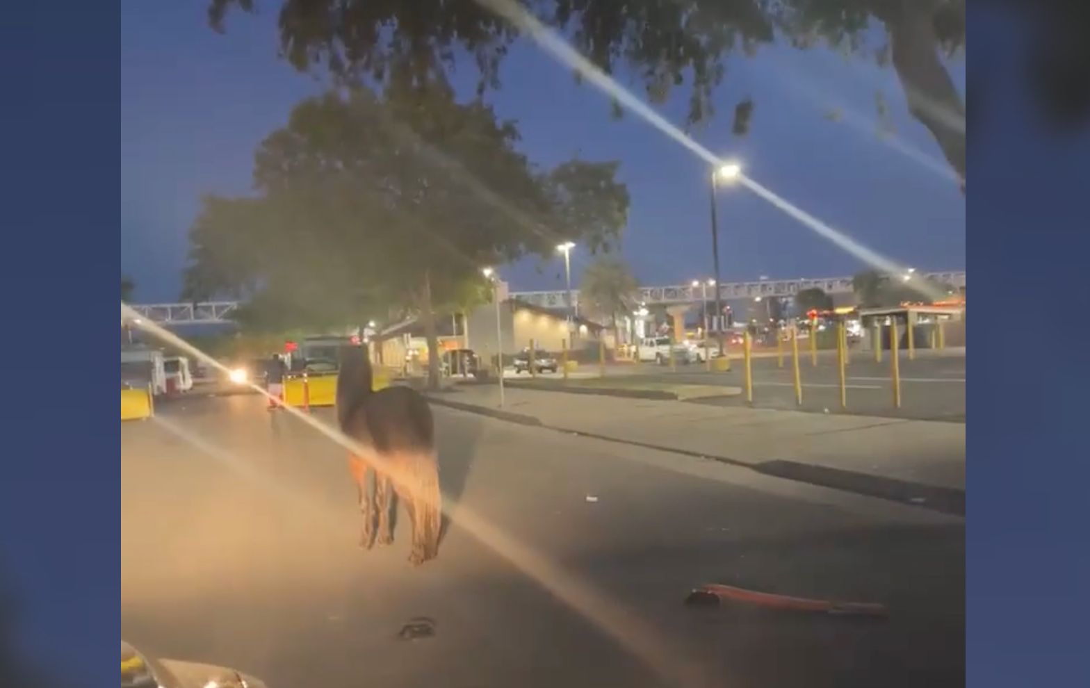 Random Loose Horse Spotted Near Oakland Coliseum
