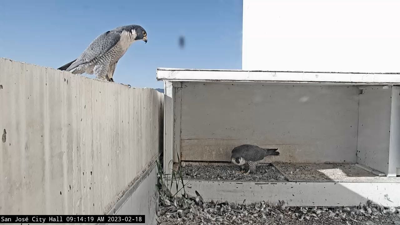 Day Around the Bay: San Jose Falcon, Who Mated With Berkeley-Born Falcon, Has Died
