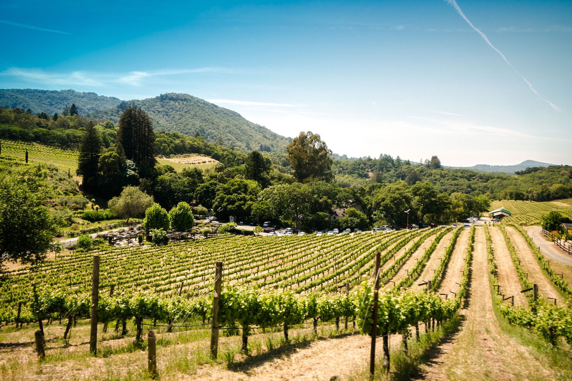 Heavy Rains Have NorCal Vineyards Hoping For a Bumper Crop This Year