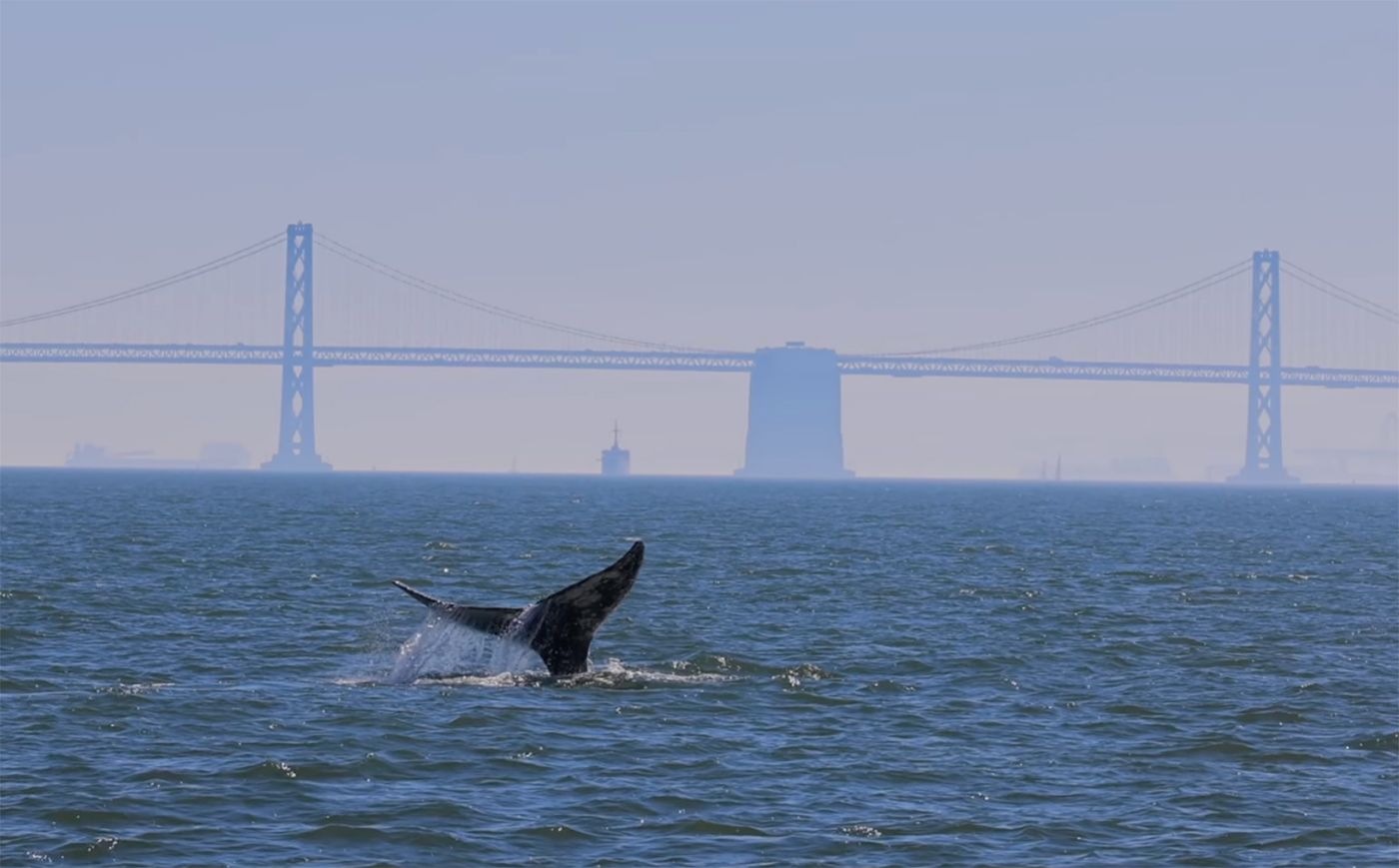 Possibly Sickly Gray Whale Has Been In San Francisco Bay For Two Months