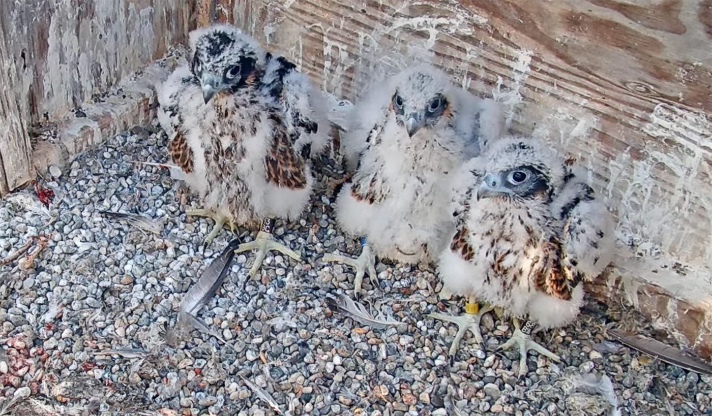 Berkeley Falcon Chicks, Almost Fully Grown, Get Tail Feathers, Naming Contest