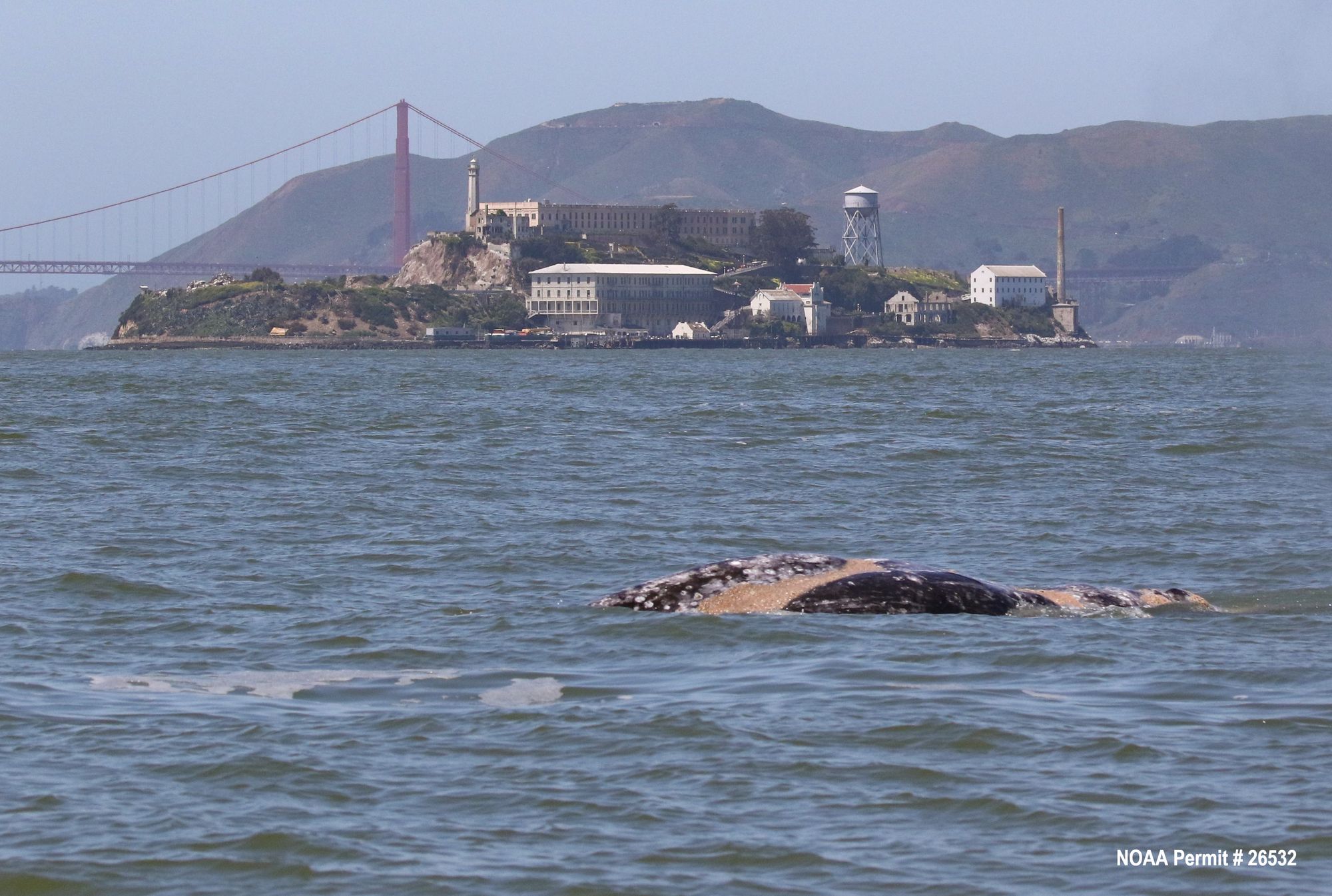 That Gray Whale Who Spent a Record Two Months In San Francisco Bay Has Died