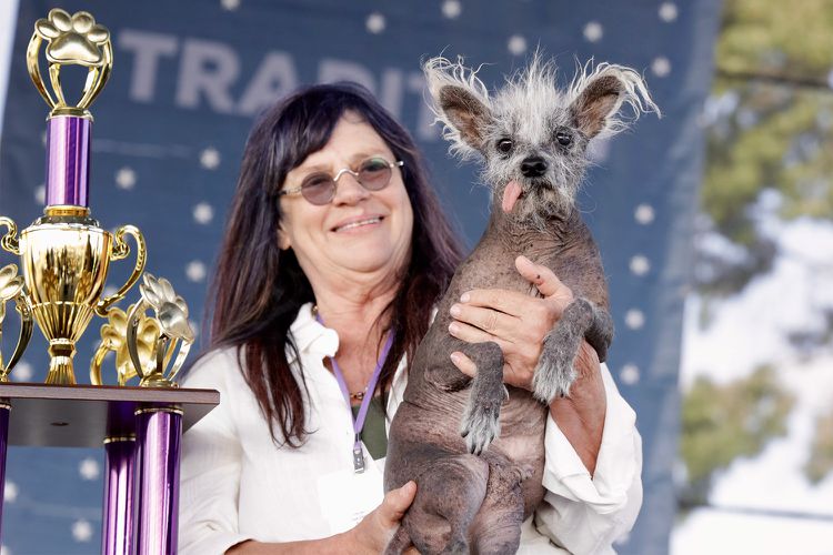 Day Around the Bay: ‘Scooter’ Crowned World’s Ugliest Dog 2023 at Sonoma-Marin Fair