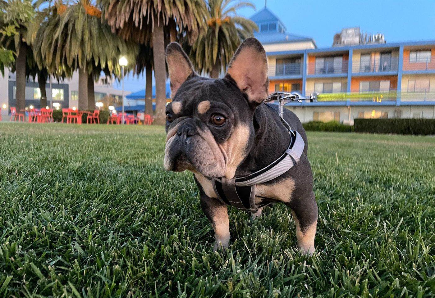 Oakland Woman Reunited With French Bulldog Stolen In April
