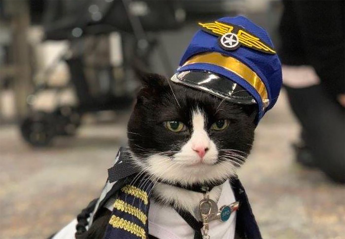 Monday Morning Headlines: SFO Employs First Cat In Its Wag Brigade
