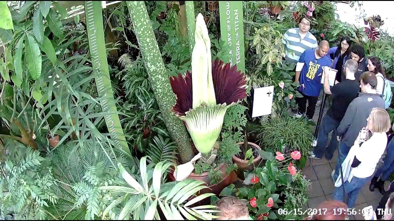 Rare Corpse Flower Set to Bloom at San Francisco Conservatory in Next Two Weeks