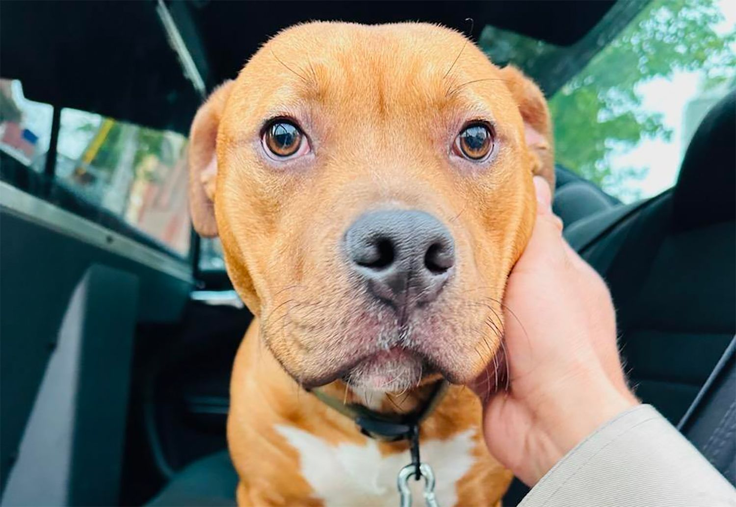 Young Pitbull Pup Found Wandering on Bay Bridge