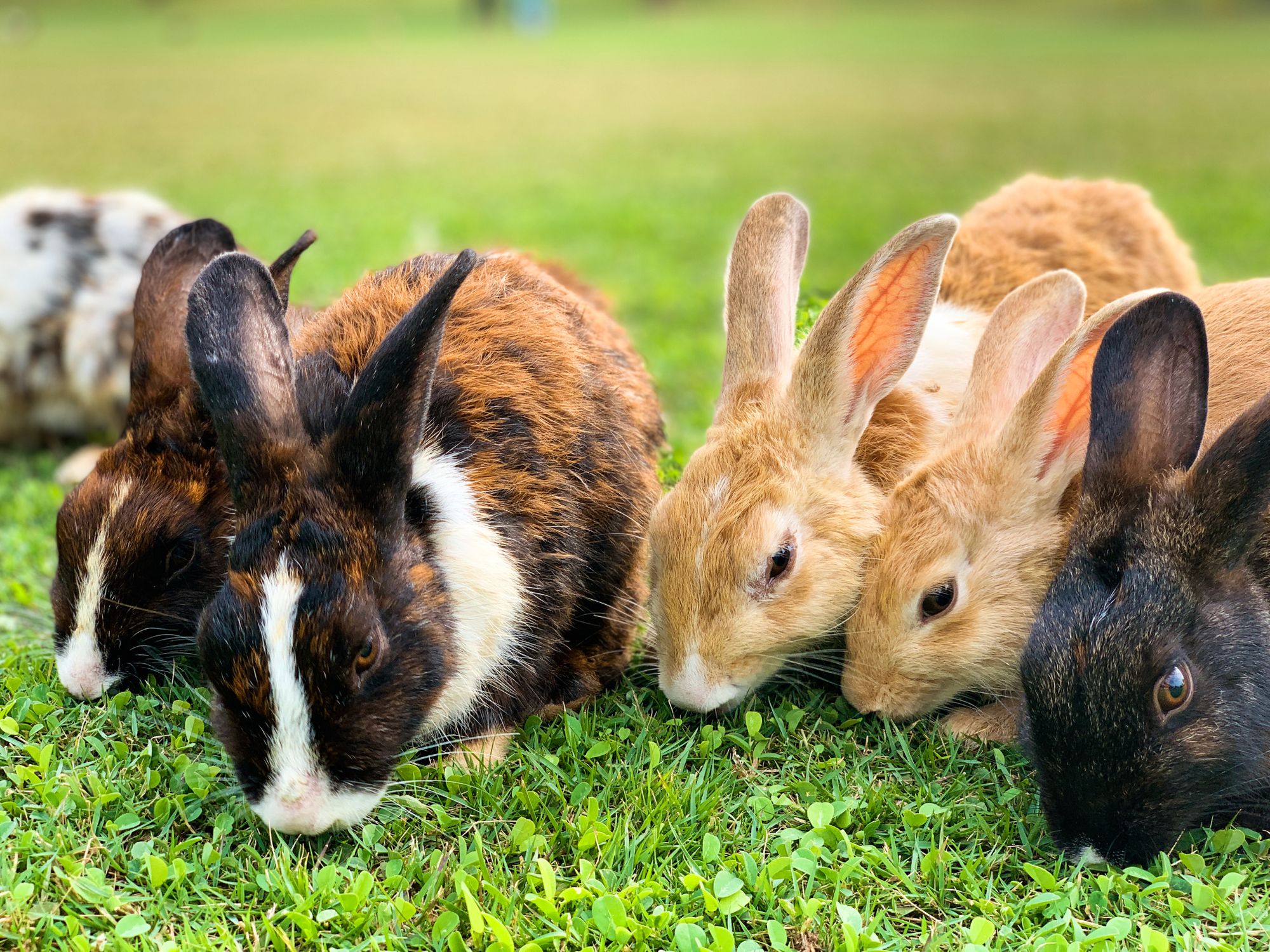 Bay Area Shelters Overwhelmed With Rabbits as People Keep Dumping