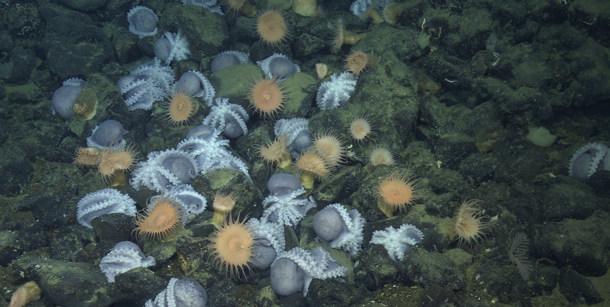World's Largest Hotspot of Octopi Found Off Central California Coast in Deep-Sea 'Octopus Garden'