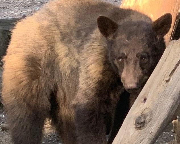 Twenty Lake Tahoe-Area Bears Have Been Hit by Cars in the Last Month Alone