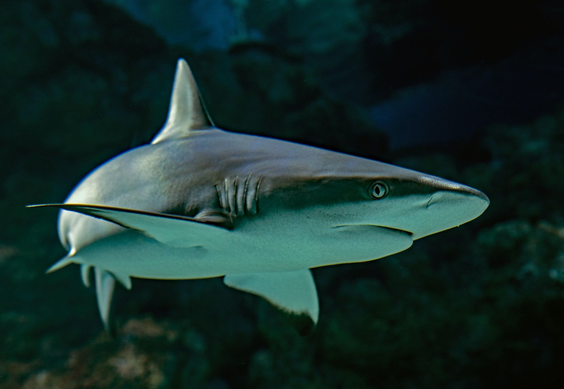 San Mateo County Beach Closed After ‘Aggressive Shark’ Incident