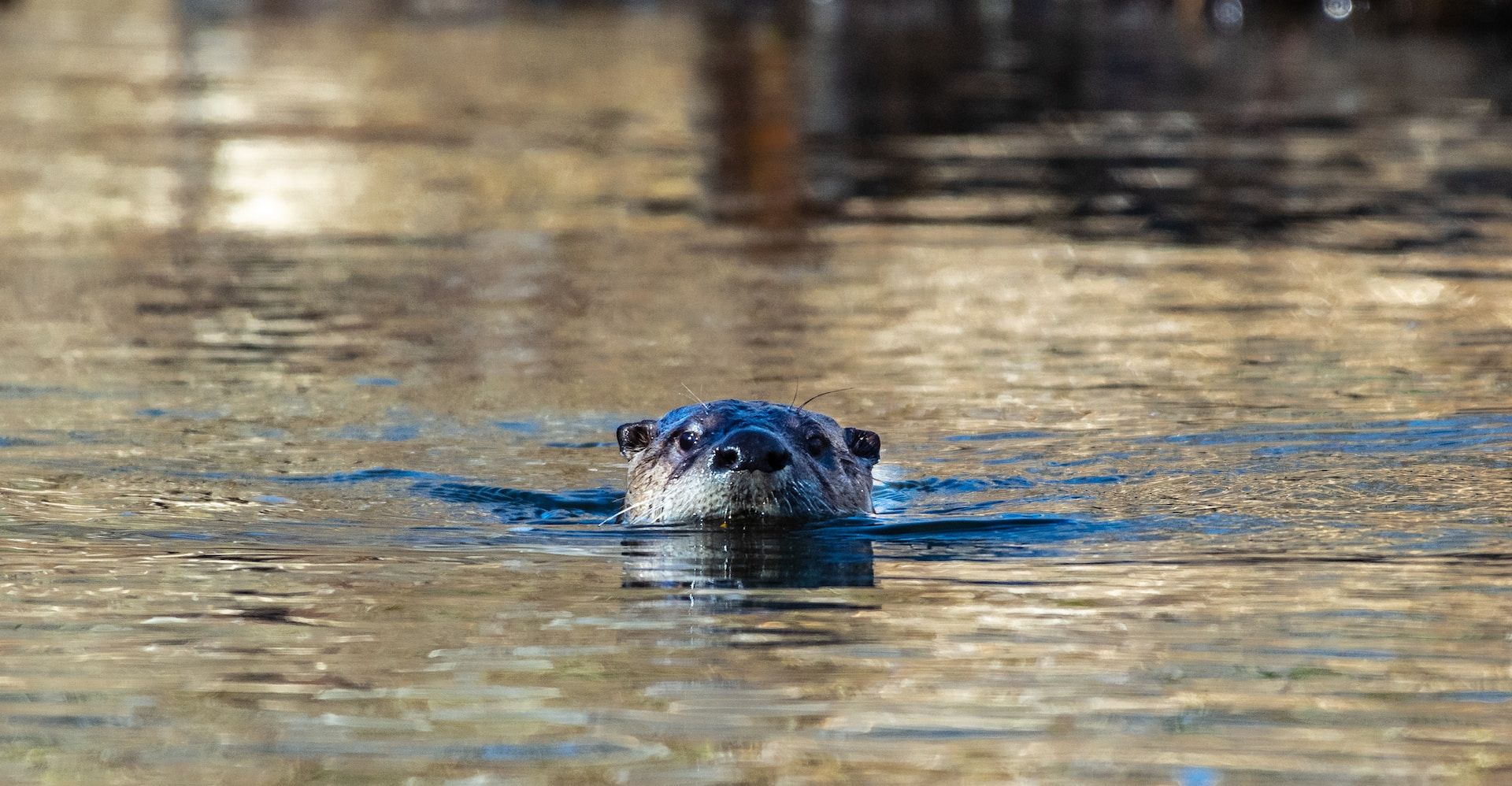 ‘Succession’ Cast Member, One Other Person Bitten by River Otters East of Tahoe