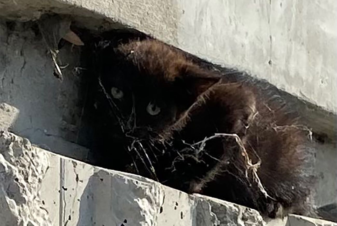 Scaredy cat jumps on police officer's shoulders and stays there