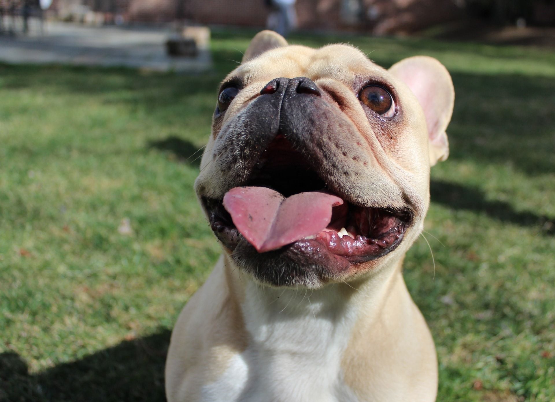 French Bulldog Likely Exposed to Fentanyl in Nob Hill Park, Treated With Narcan