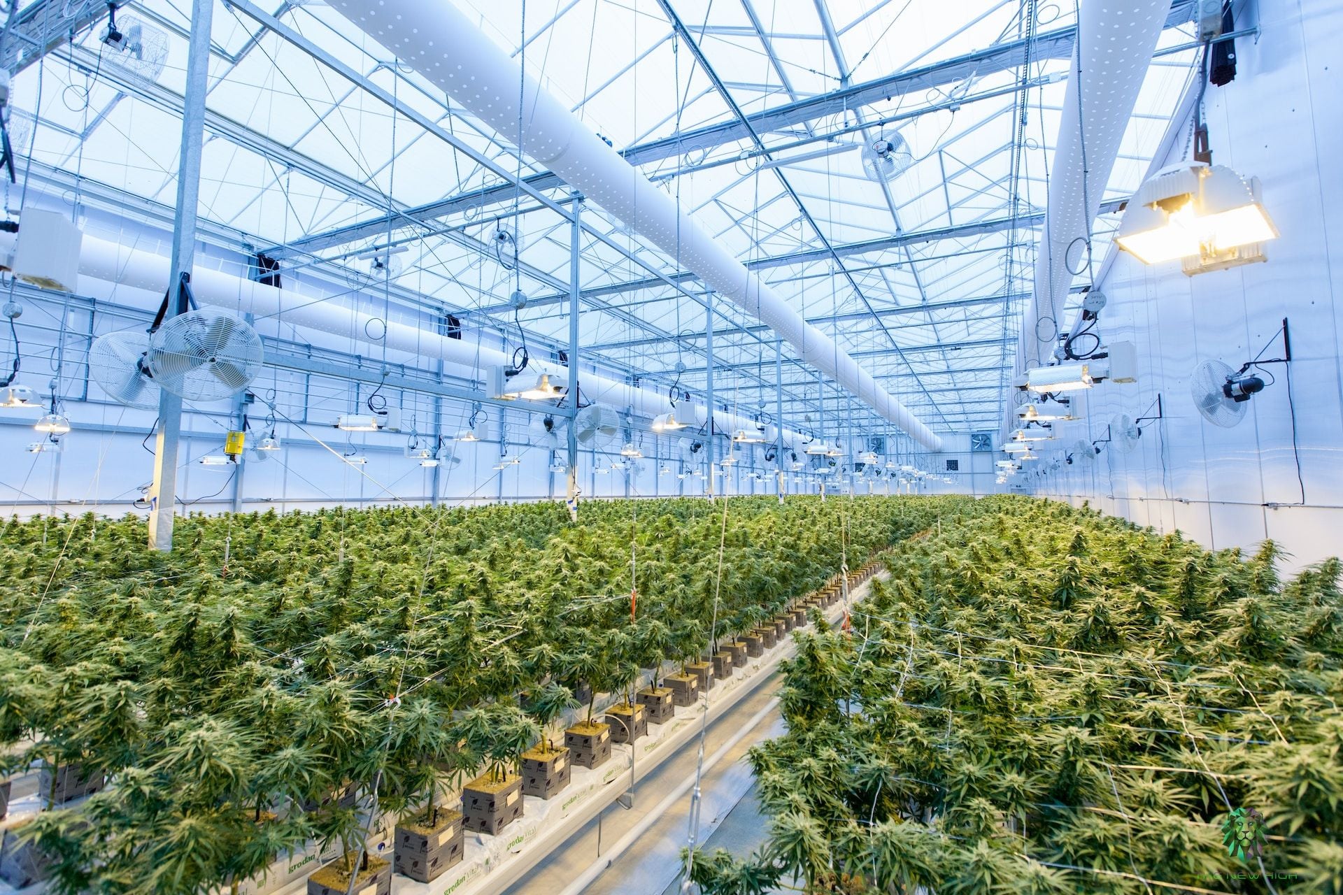 Facing $50 Million Lawsuit, Two East Bay Marijuana Entrepreneurs Just Flat-Out Disappear