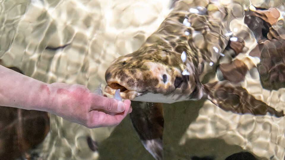 SF Has World’s Oldest Living Aquarium Fish, and the Aquarium Just Figured Out the Fish’s Age