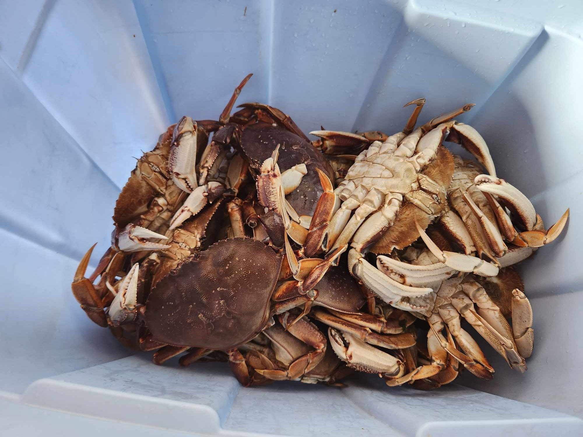 From Tiny To Giant: South Carolina'S Diverse Crab Population - ag7dhxi