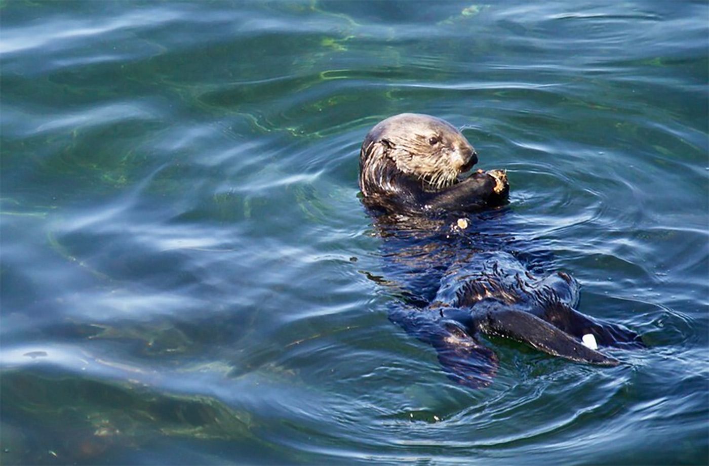 Day Around the Bay: Aggressive Santa Cruz Sea Otter Gives Birth to Pup
