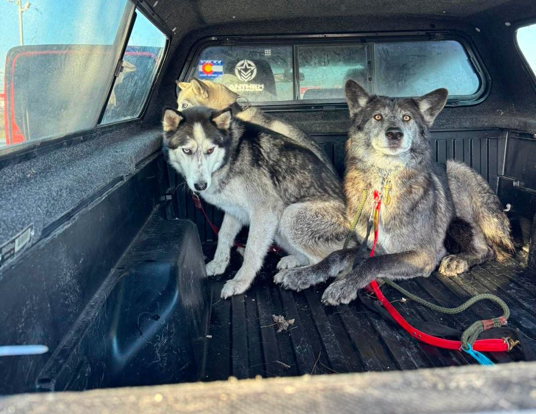 Hybrid Wolf-Dog Caught in Sebastopol After Five-Day Run of Scaring the Town