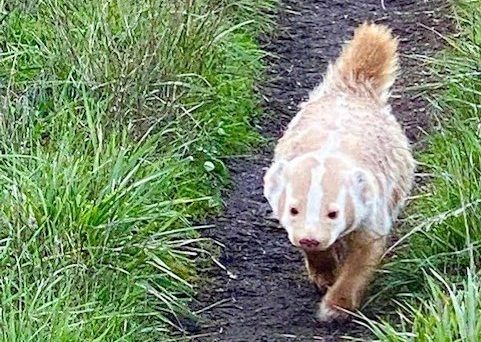 Nature Photographer Captures Photo of Unusual Ghostly Badger in Point Reyes