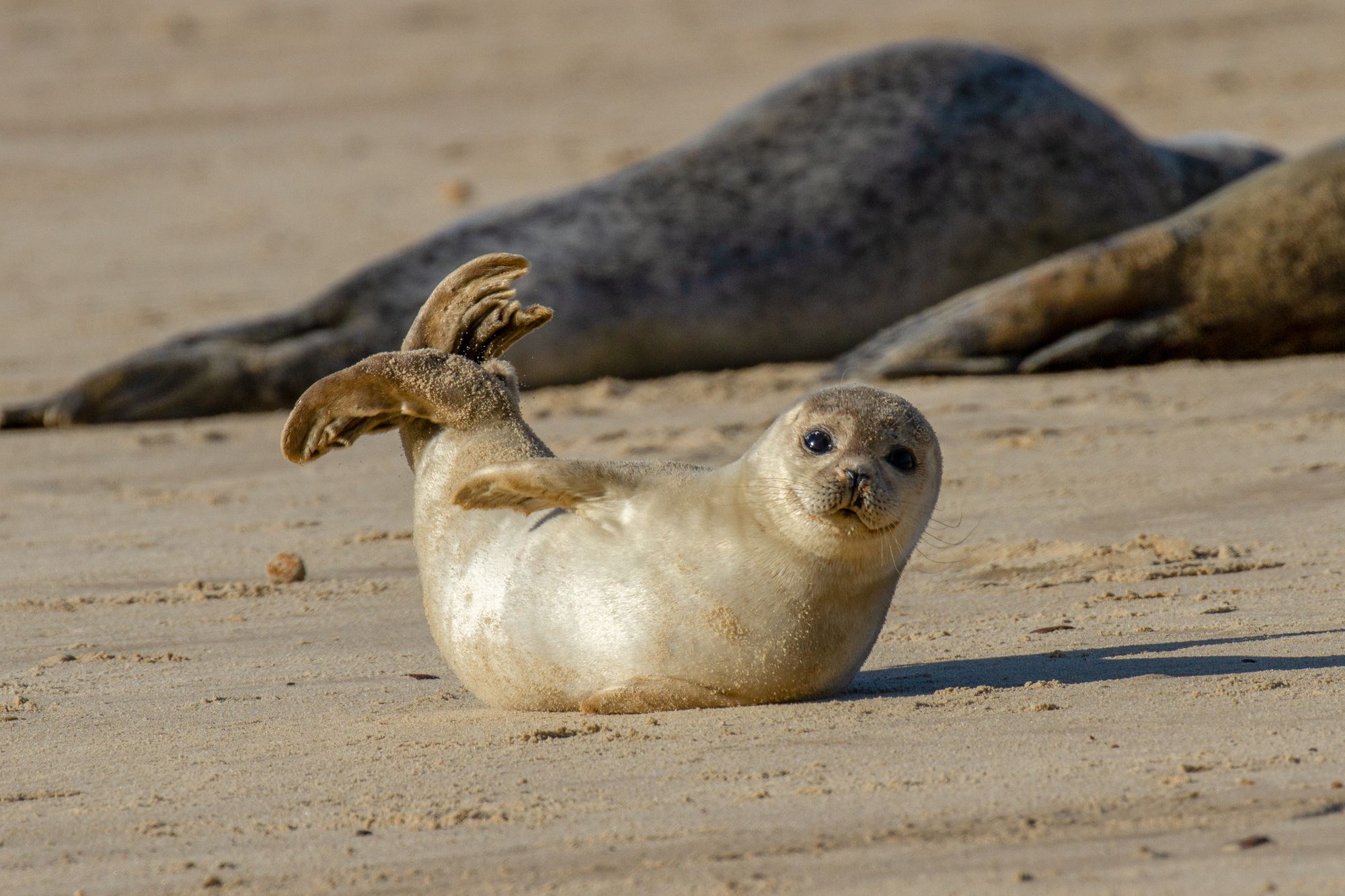 Decapitated Baby Seals on NorCal Beaches Confound Biologists, But Now They Know the Culprits