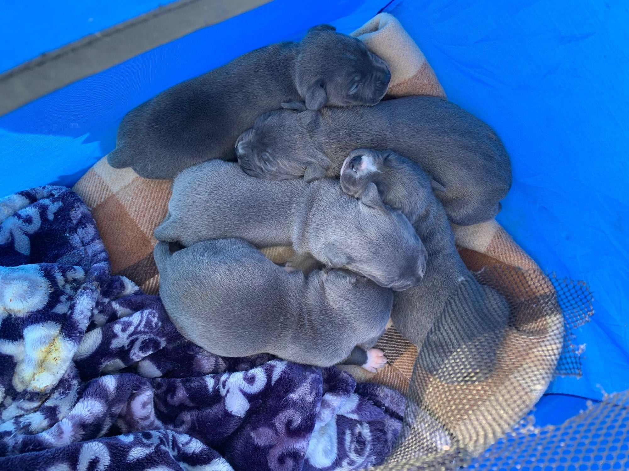 Box of Puppies Found in Stolen Vehicle at Coliseum BART Station Parking Lot