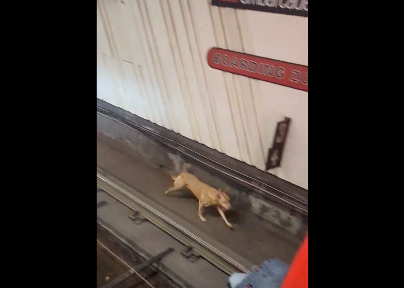 Wily and Elusive Dog Gets Into Muni Tunnel, Disrupts Service and Evades Capture for Hours