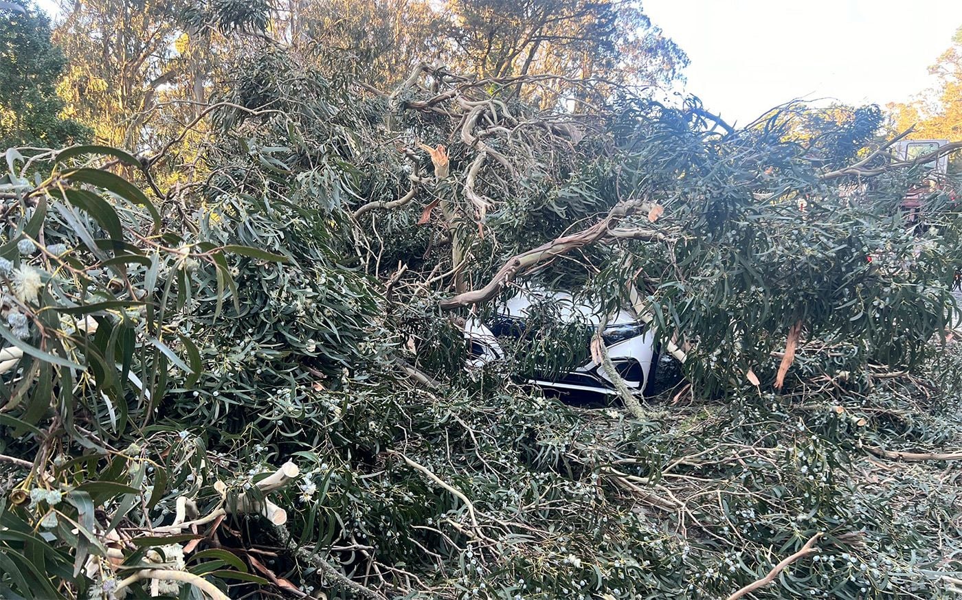 Big Eucalyptus Tree Comes Crashing Down On Cars In Golden Gate Park