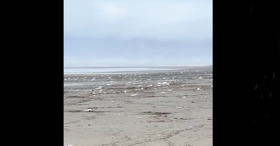 Uh-Oh! Trash From Sewer ‘Outfalls’ Now Strewn All Across Ocean Beach, Fort Funston