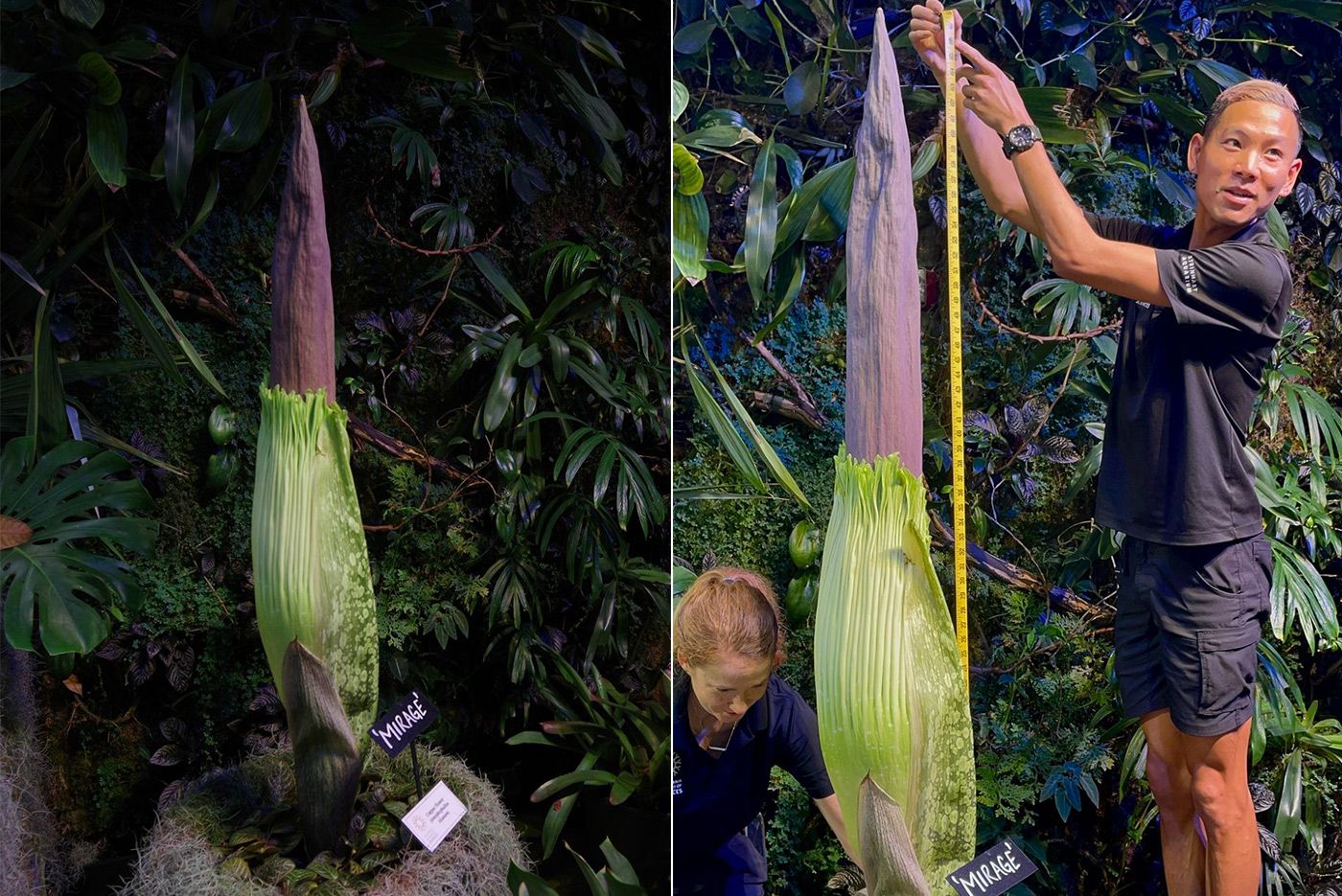 The Academy of Sciences' First Corpse Flower Is Getting Set For Its First Stinky Blooming
