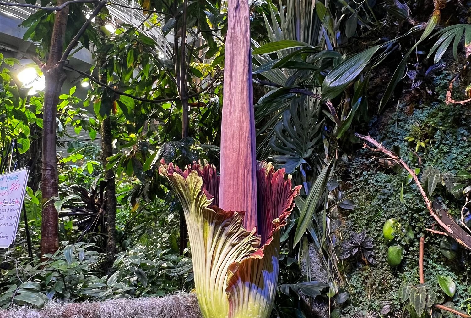 Humpday Headlines: Corpse Flower Blooms at Academy of Sciences