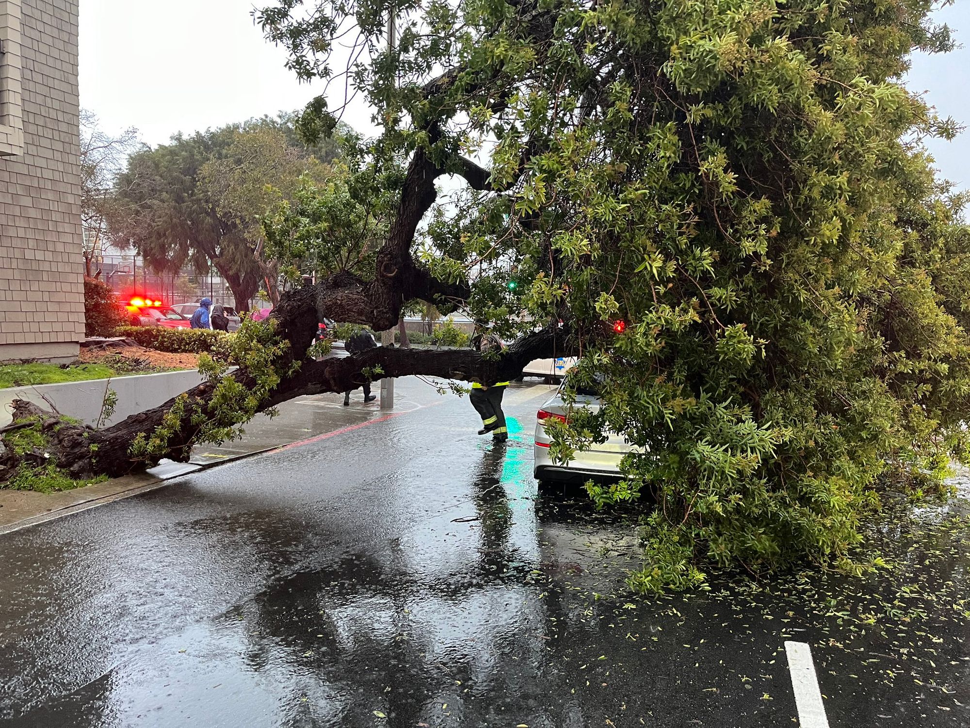 Saturday Links: Four People Injured After Big Tree Falls on Car in SF's Fillmore Neighborhood Amid Storm Friday Night