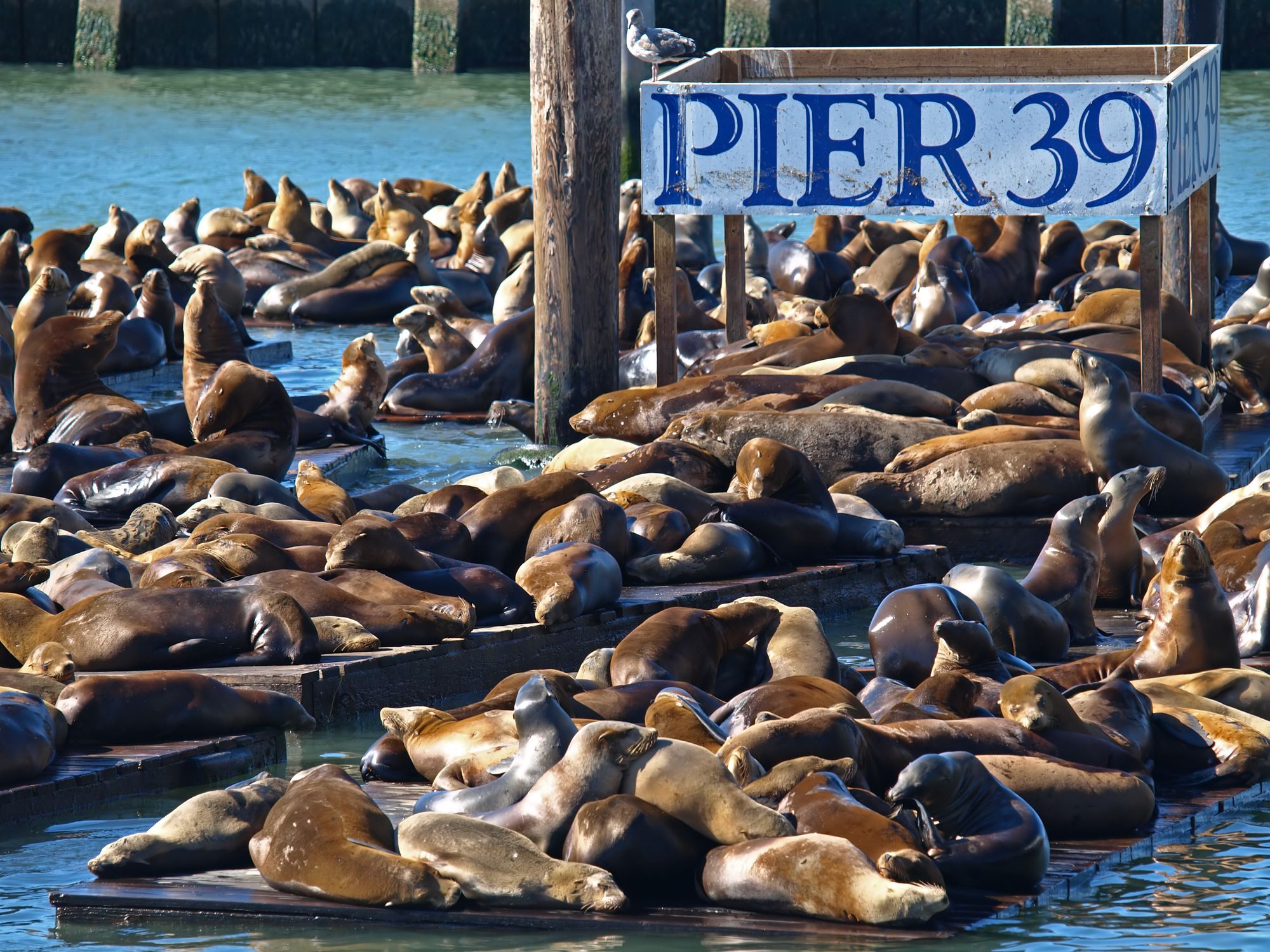 Pier 39’s Sea Lion Population Surges to Seven-Year High, Fueled by Delicious Anchovies