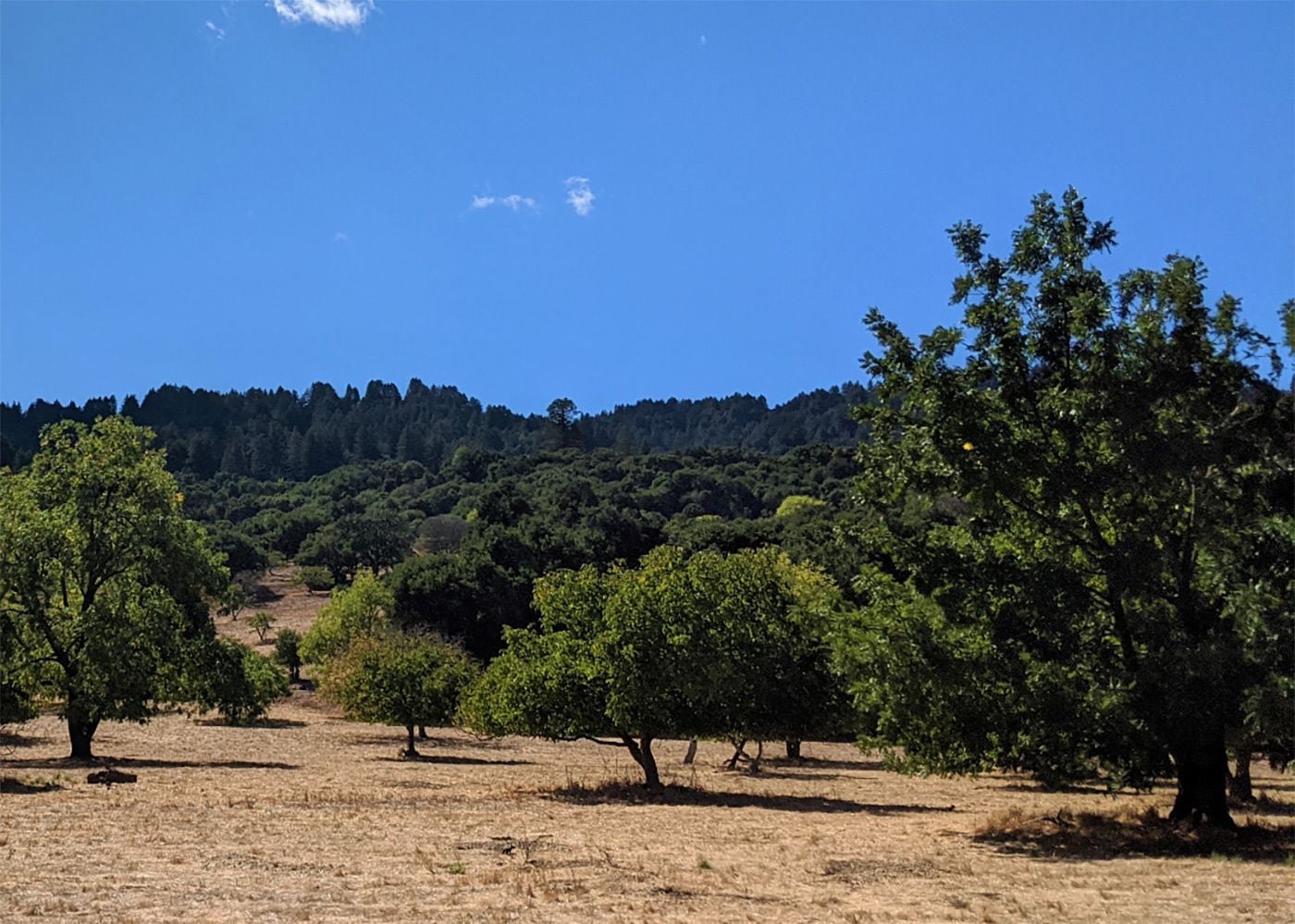 Wealthy Peninsula Town Could Get Denser Housing Forced Upon It As State Revokes Its Housing Element