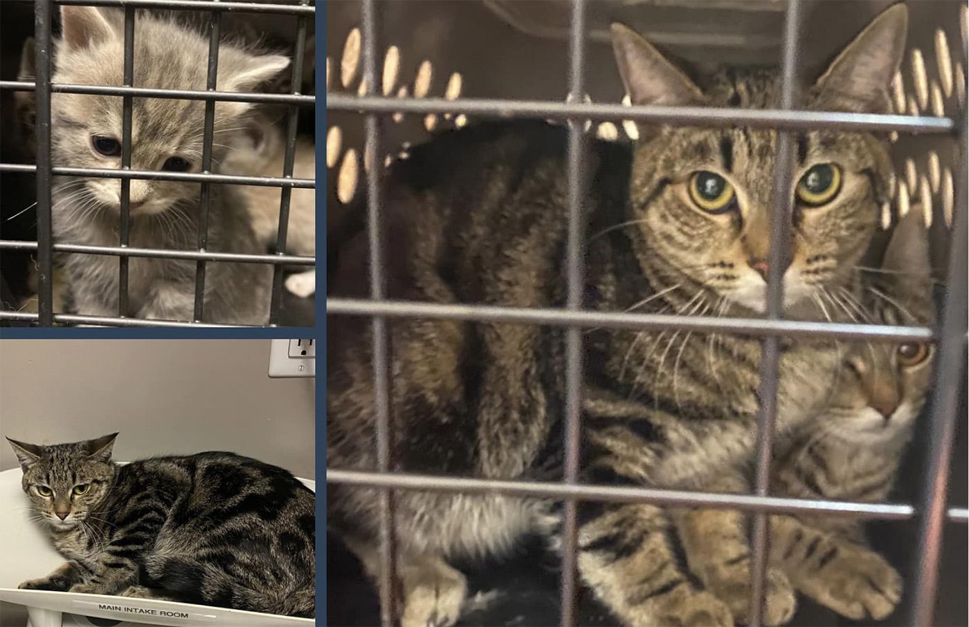 Tuesday Morning Topline: 15 Cats Abandoned Outside East Bay Hospital