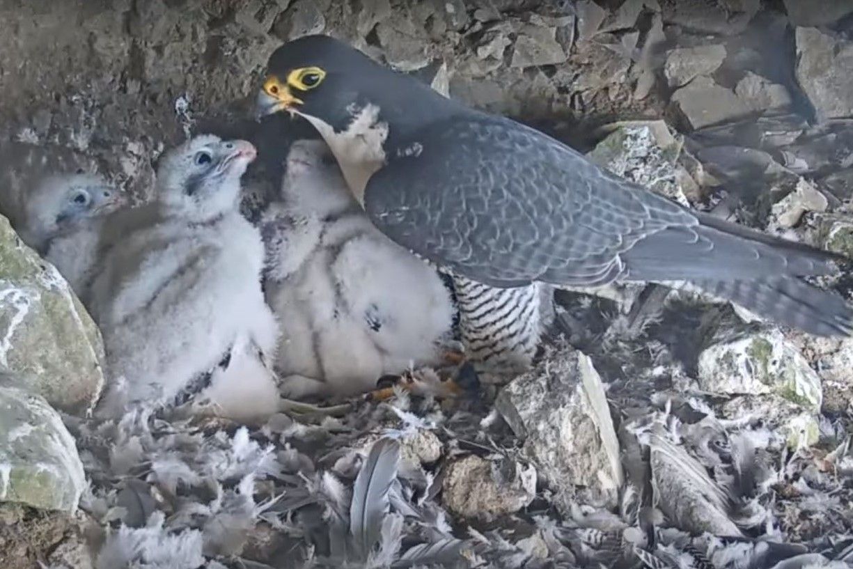 Watch: Yet Another Brood of Baby Falcon Chicks Has a Nest Cam, This One on Alcatraz Island