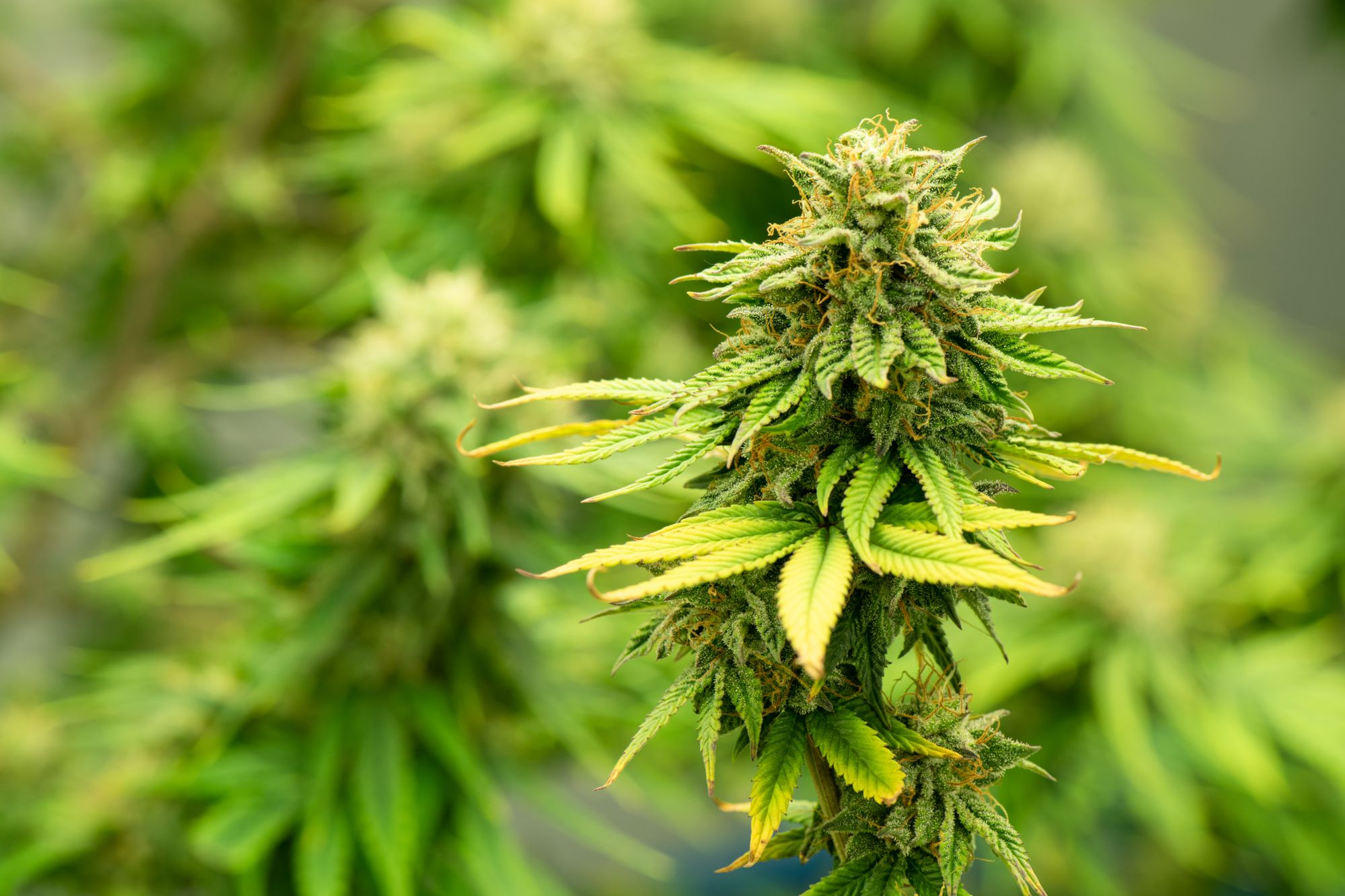 Missing Child Search in Butte County Finds Child, Plus Nearly 7,000 Pounds of Illegal Marijuana